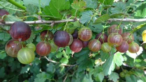 种植成果_白山市浑江区树莓农民专业合作社