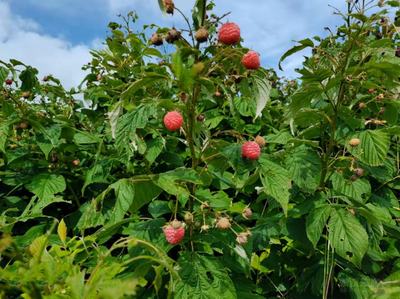 红树莓成为增收新产业