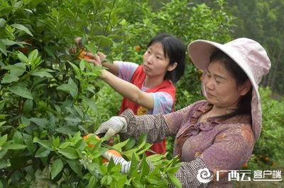 柳东新区文明实践进地头:志愿者为果农义务摘果