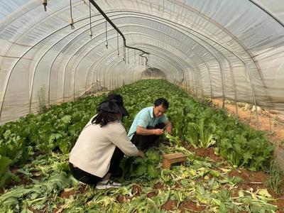 五华区开展农产品质量安全“百日行动” 监督抽检行动