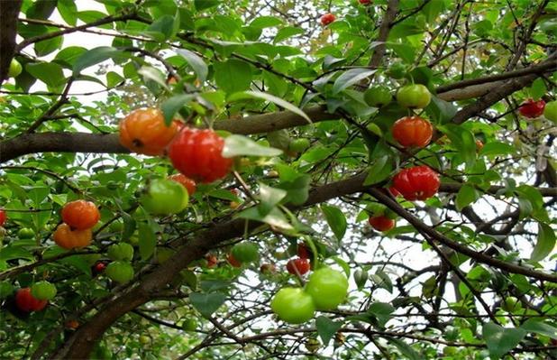 种植灯笼果的要求 - 水果种植 - 黔农网