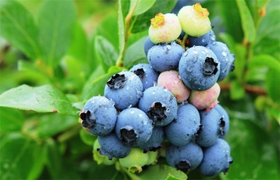 蓝莓种植条件